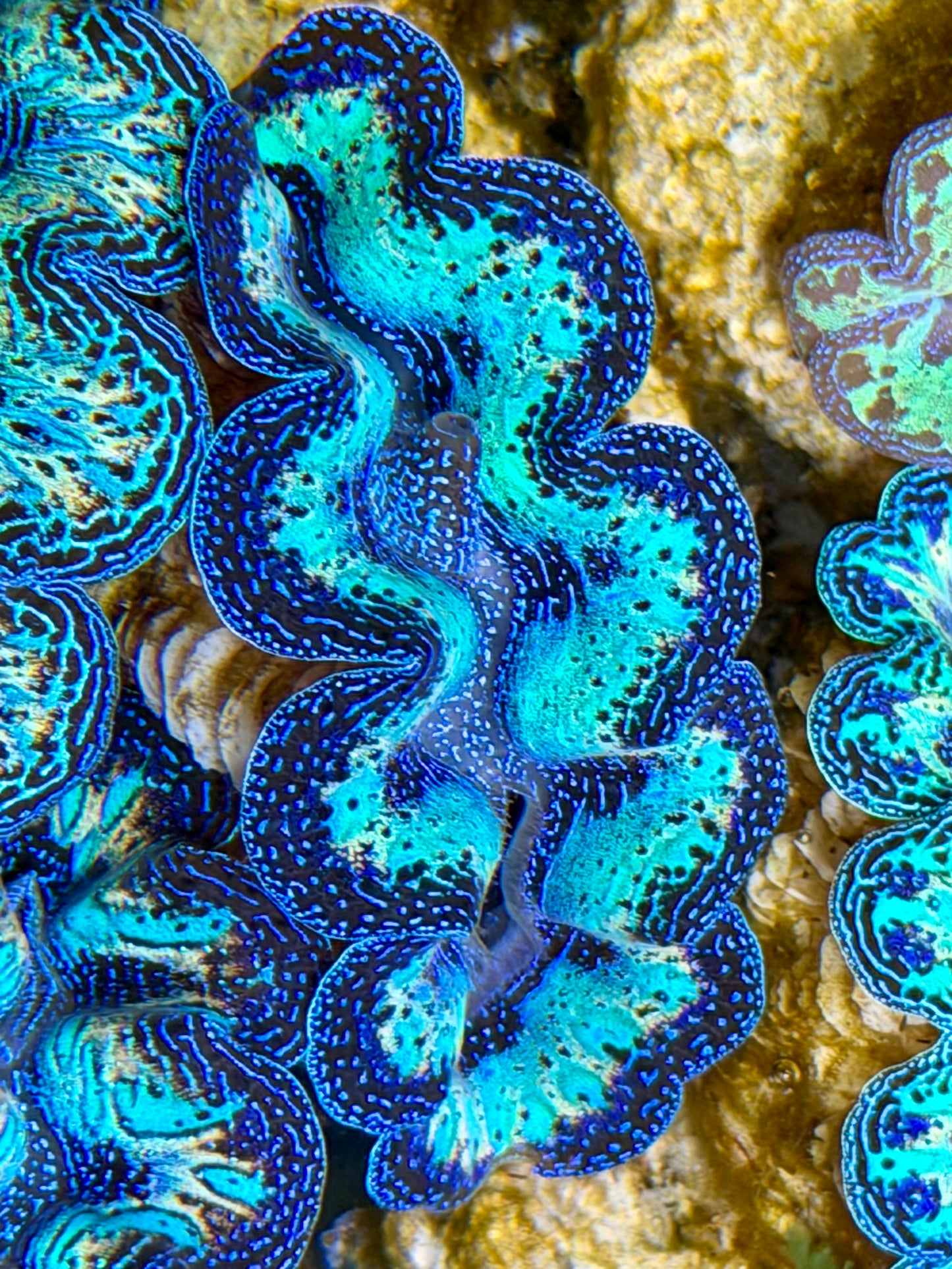 Ultra Rainbow Crocea Clam Captive Bred B