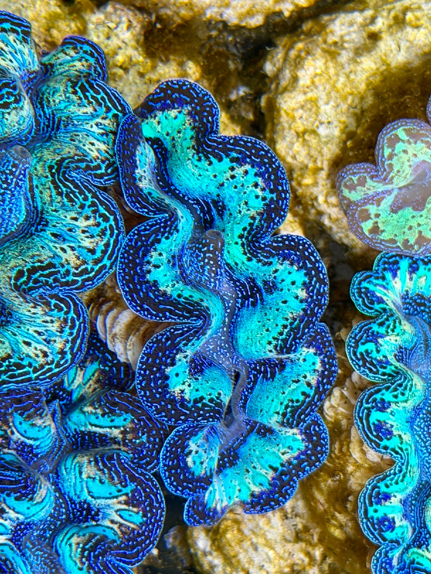 Ultra Rainbow Crocea Clam Captive Bred B