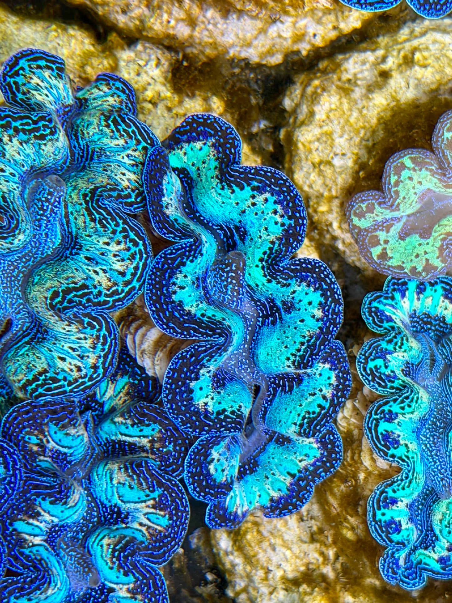 Ultra Rainbow Crocea Clam Captive Bred B