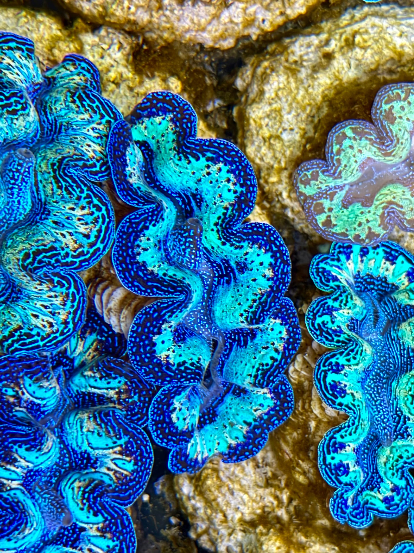 Ultra Rainbow Crocea Clam Captive Bred B