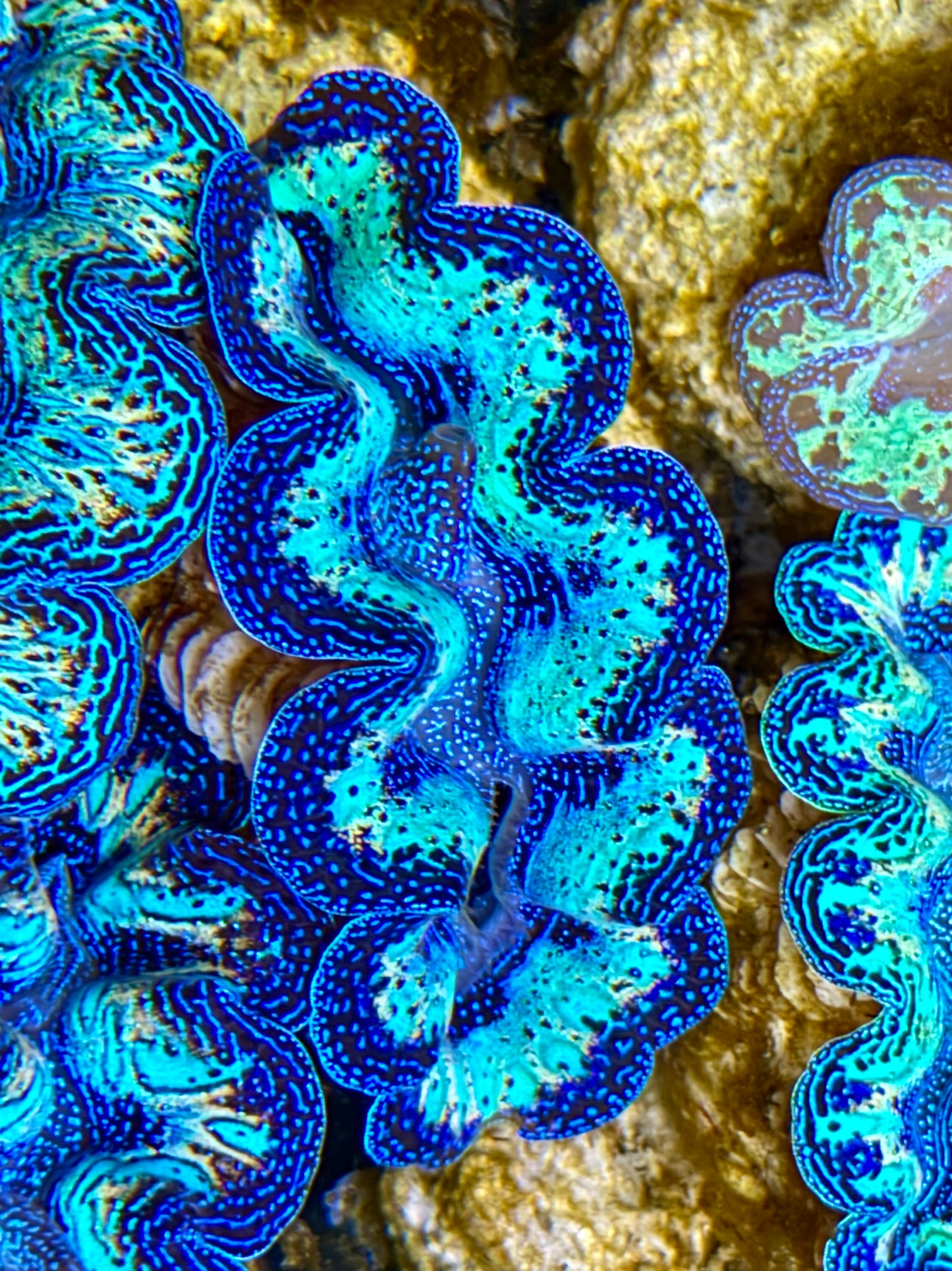 Ultra Rainbow Crocea Clam Captive Bred B