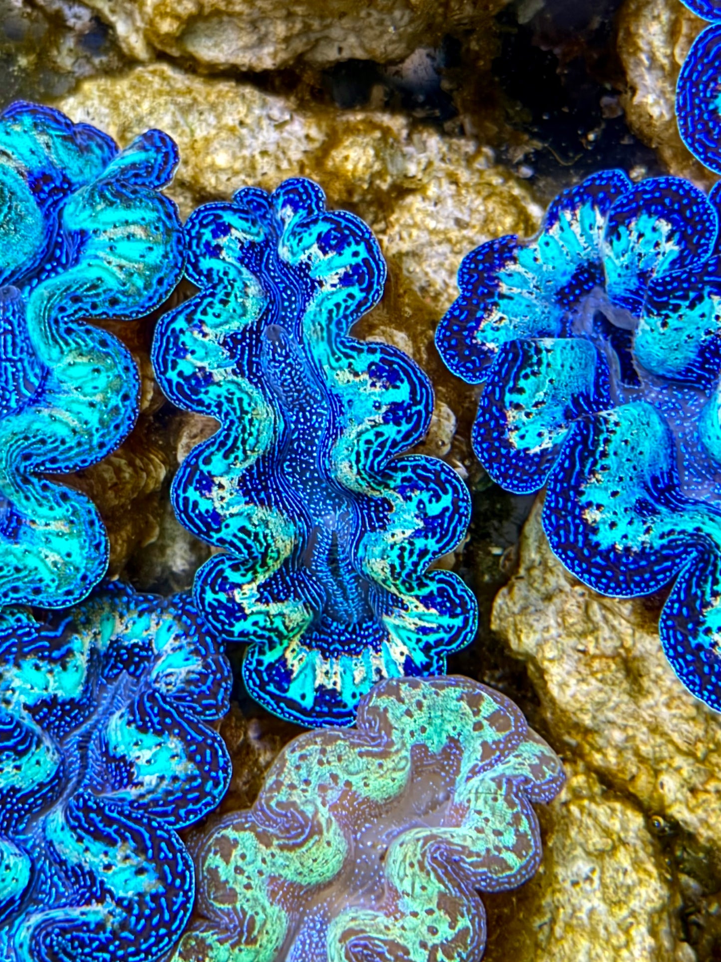 Ultra Rainbow Crocea Clam Captive Bred B