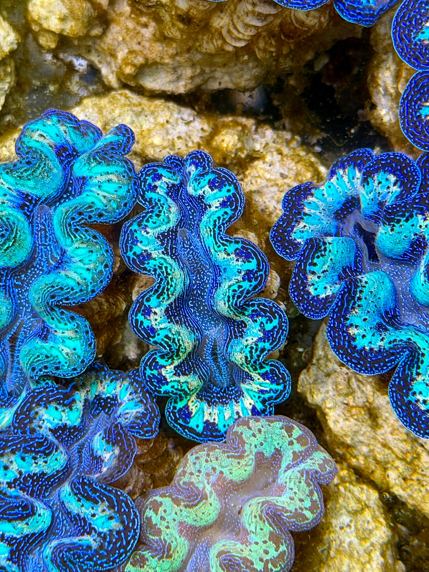 Ultra Rainbow Crocea Clam Captive Bred B
