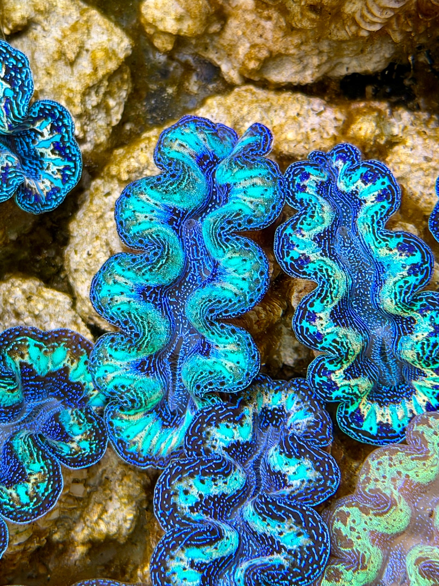 Ultra Rainbow Crocea Clam Captive Bred B