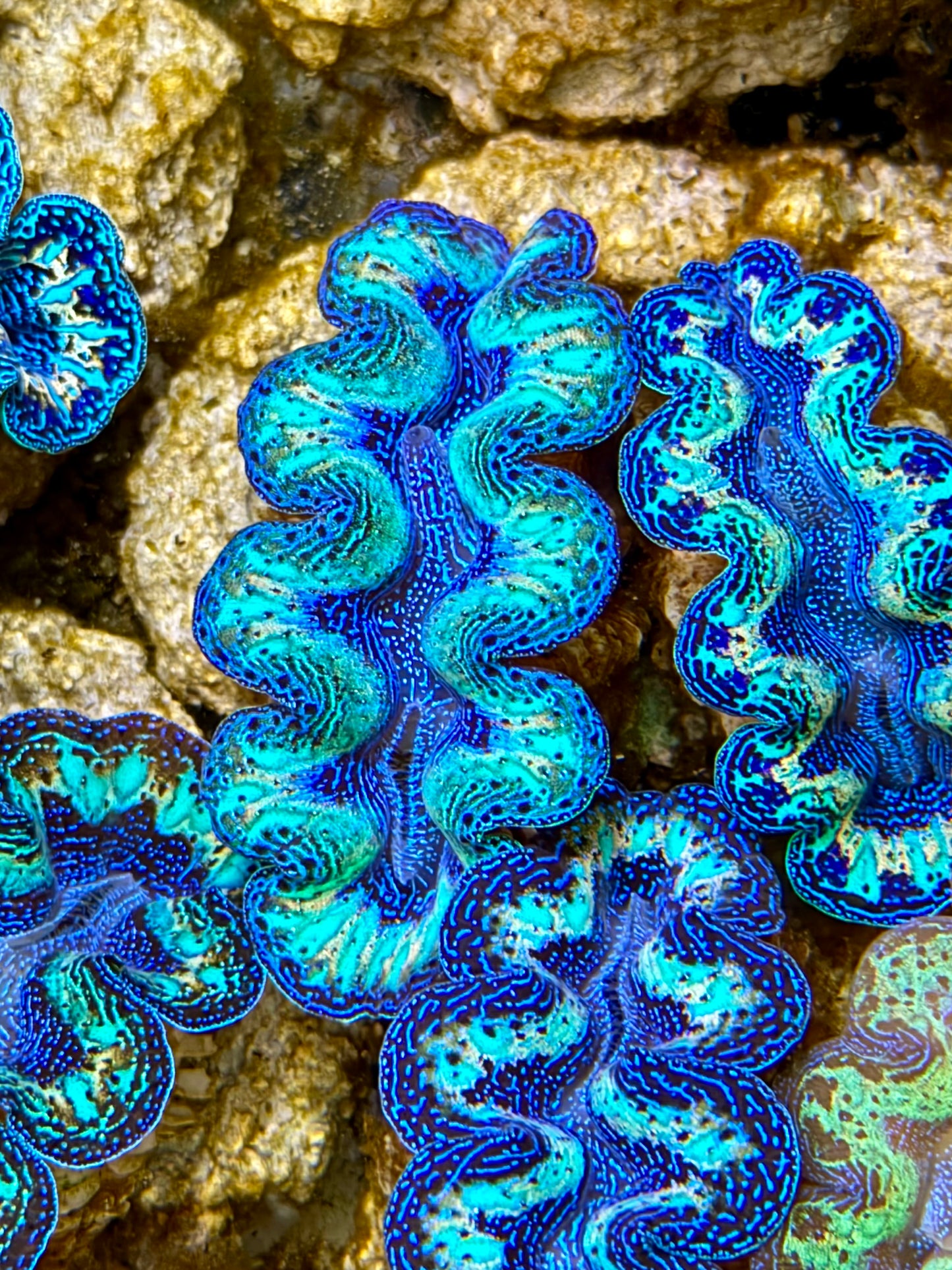Ultra Rainbow Crocea Clam Captive Bred B