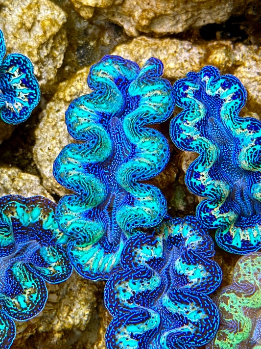 Ultra Rainbow Crocea Clam Captive Bred B