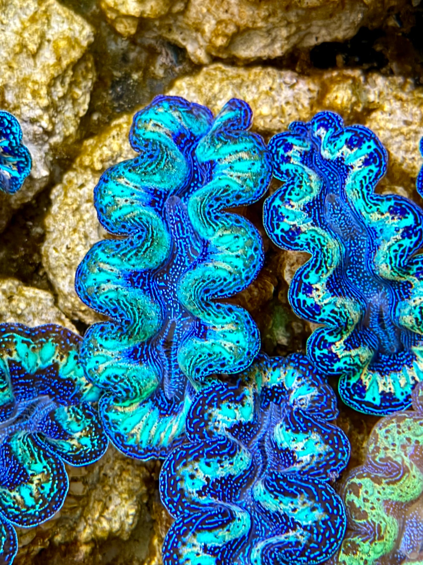 Ultra Rainbow Crocea Clam Captive Bred B