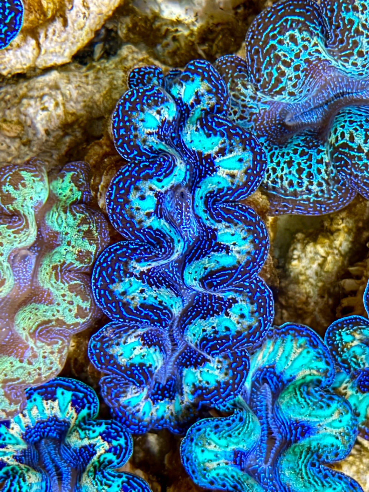 Ultra Rainbow Crocea Clam Captive Bred B