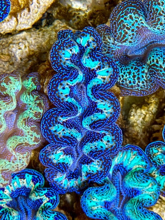 Ultra Rainbow Crocea Clam Captive Bred B