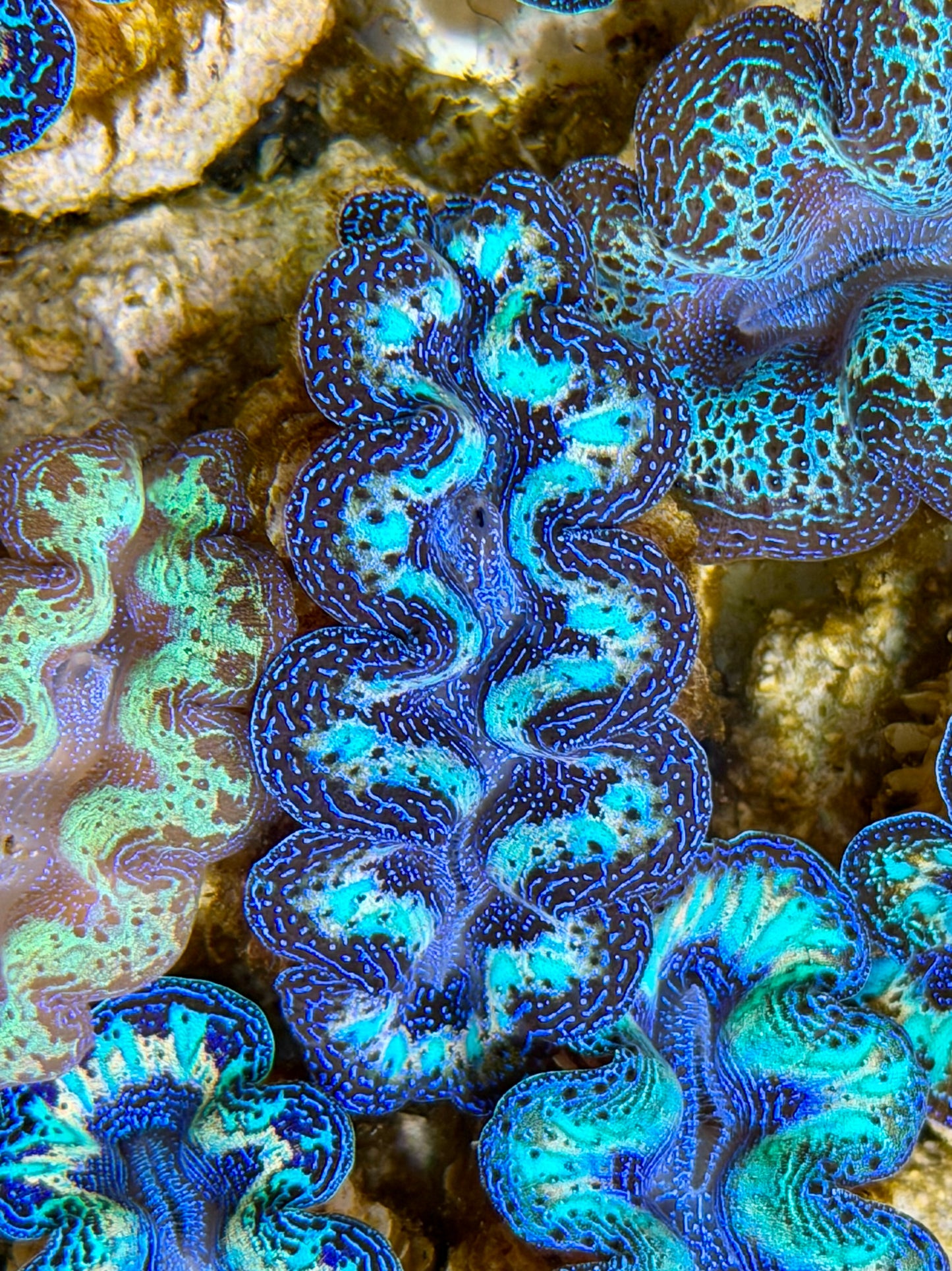 Ultra Rainbow Crocea Clam Captive Bred B