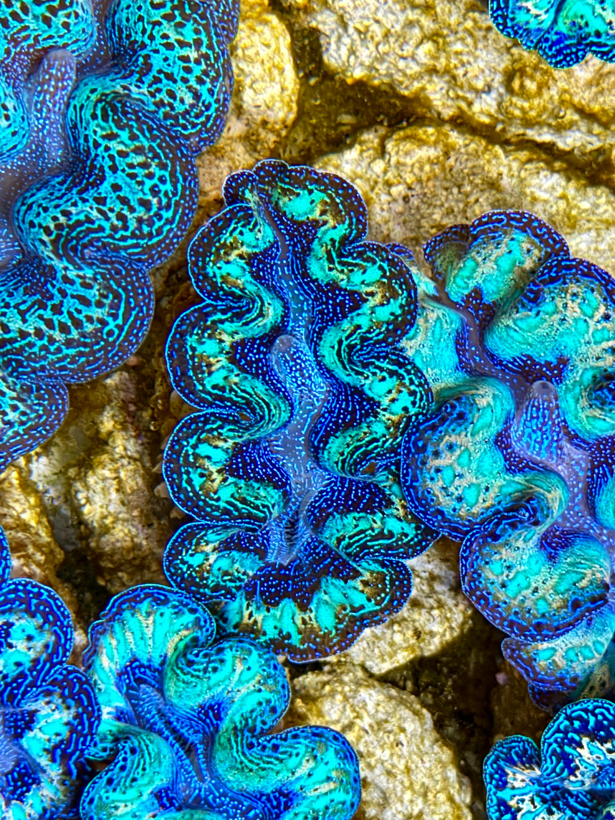 Crocea Ultra Rainbow Crocea Clam Captive Bred B – Clam Mania