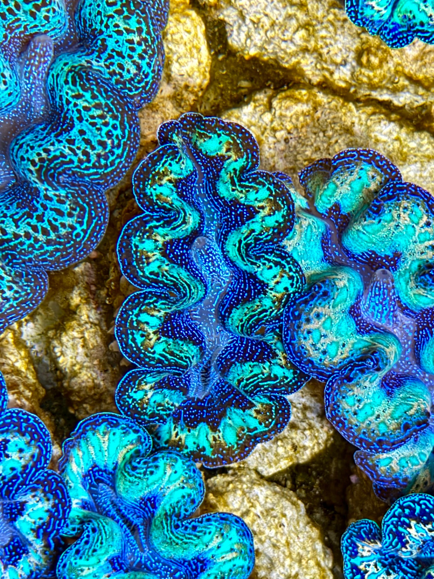 Ultra Rainbow Crocea Clam Captive Bred B