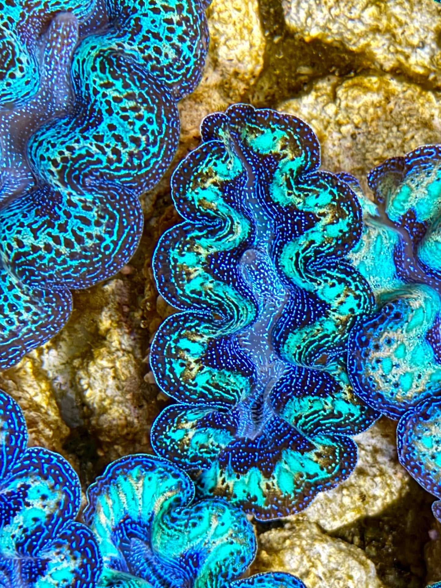 Ultra Rainbow Crocea Clam Captive Bred B