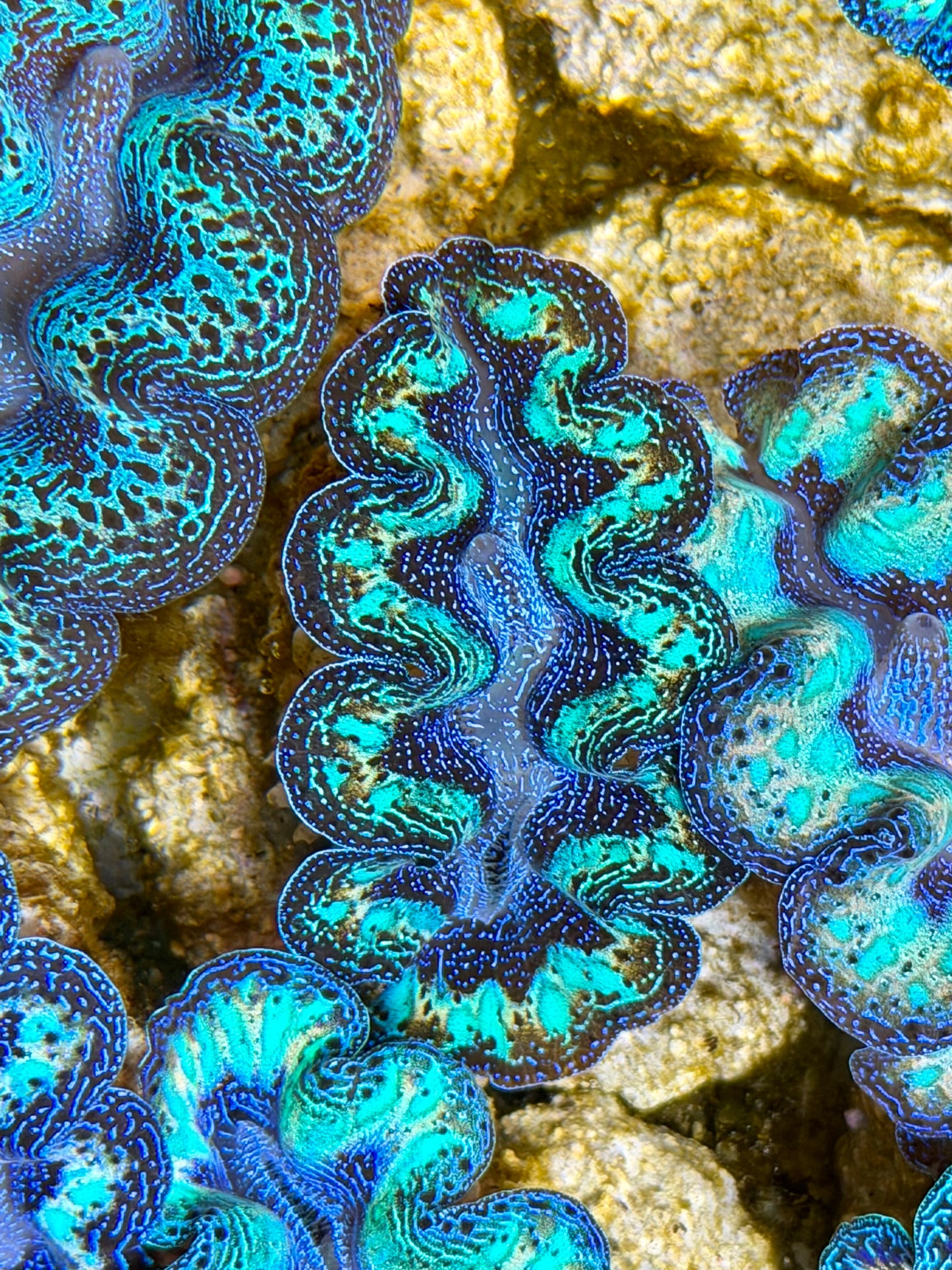 Ultra Rainbow Crocea Clam Captive Bred B