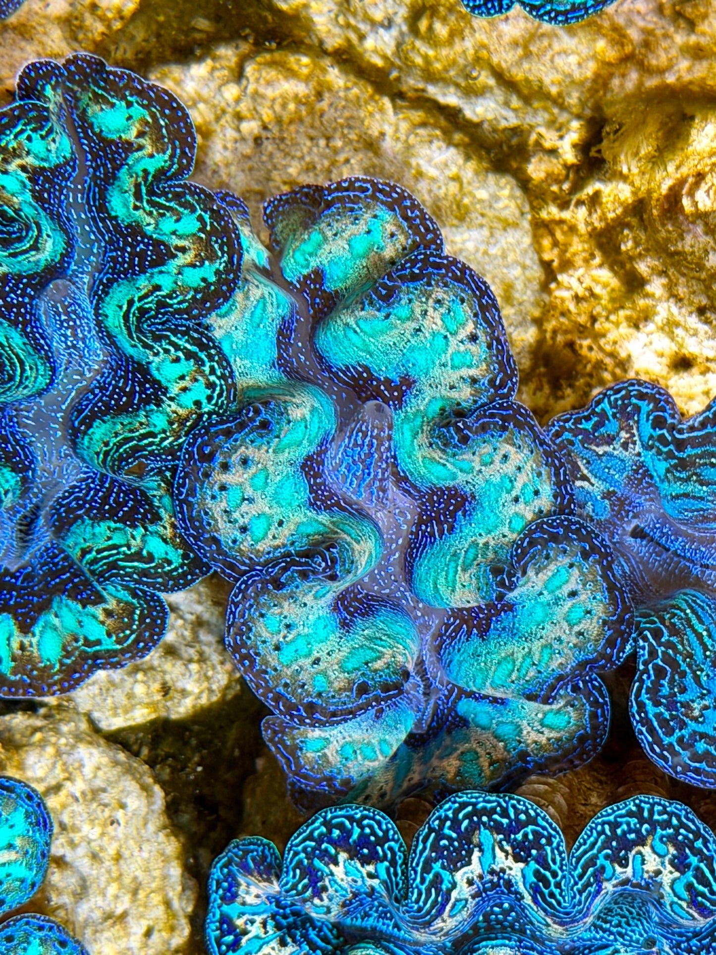 Ultra Rainbow Crocea with Tear Drops Clam Captive Bred B