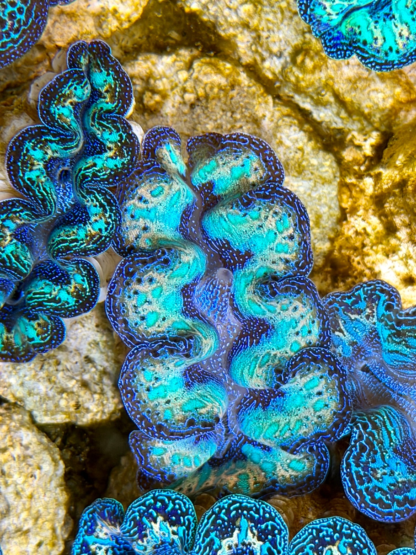 Ultra Rainbow Crocea with Tear Drops Clam Captive Bred B