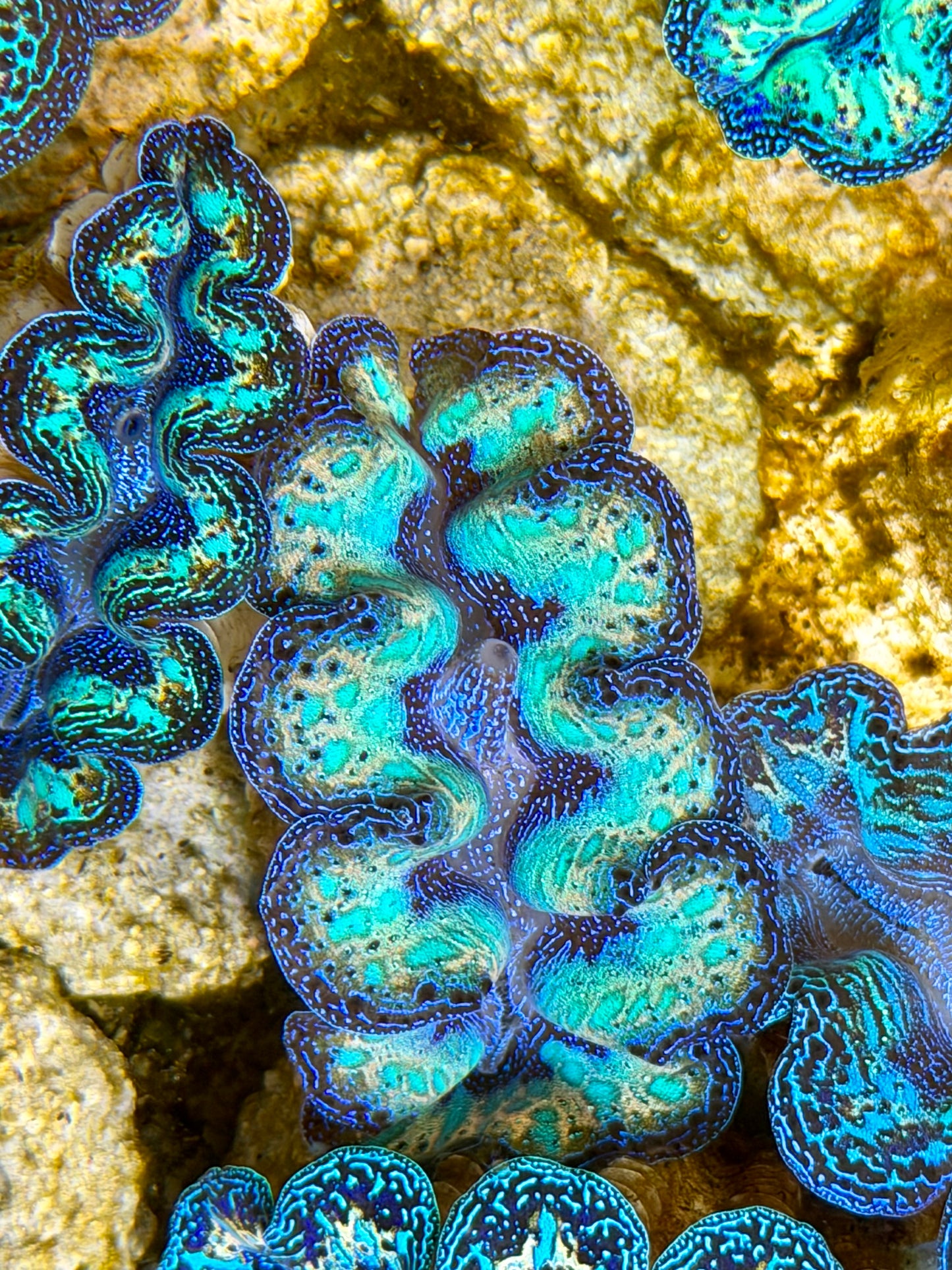 Ultra Rainbow Crocea with Tear Drops Clam Captive Bred B