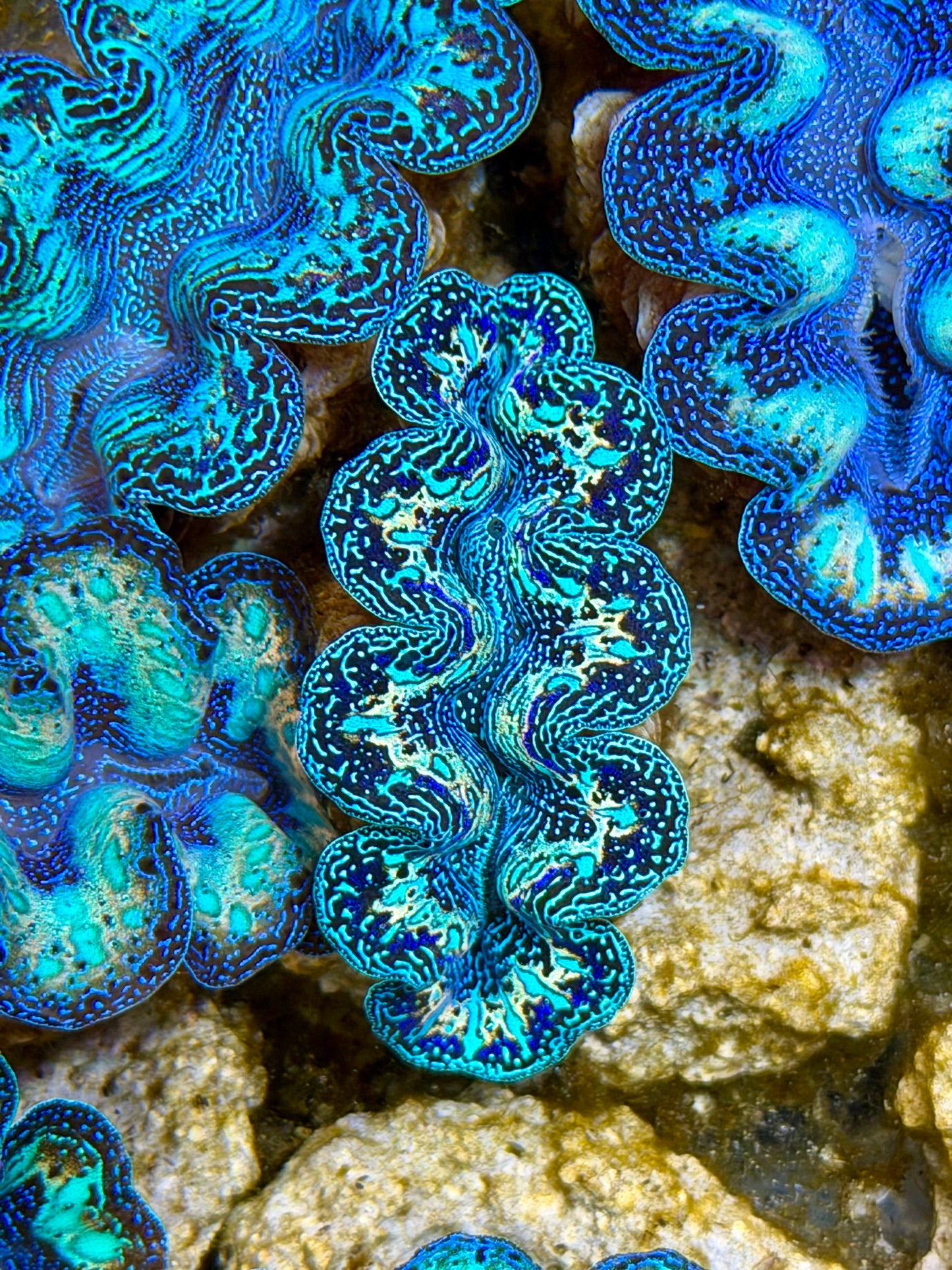 Ultra Black Rainbow Crocea Clam Captive Bred B