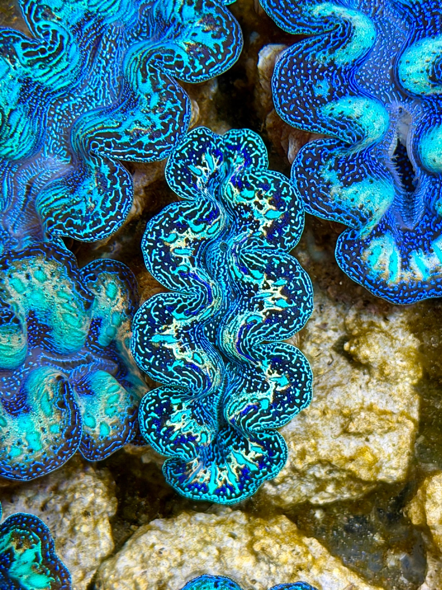 Ultra Black Rainbow Crocea Clam Captive Bred B