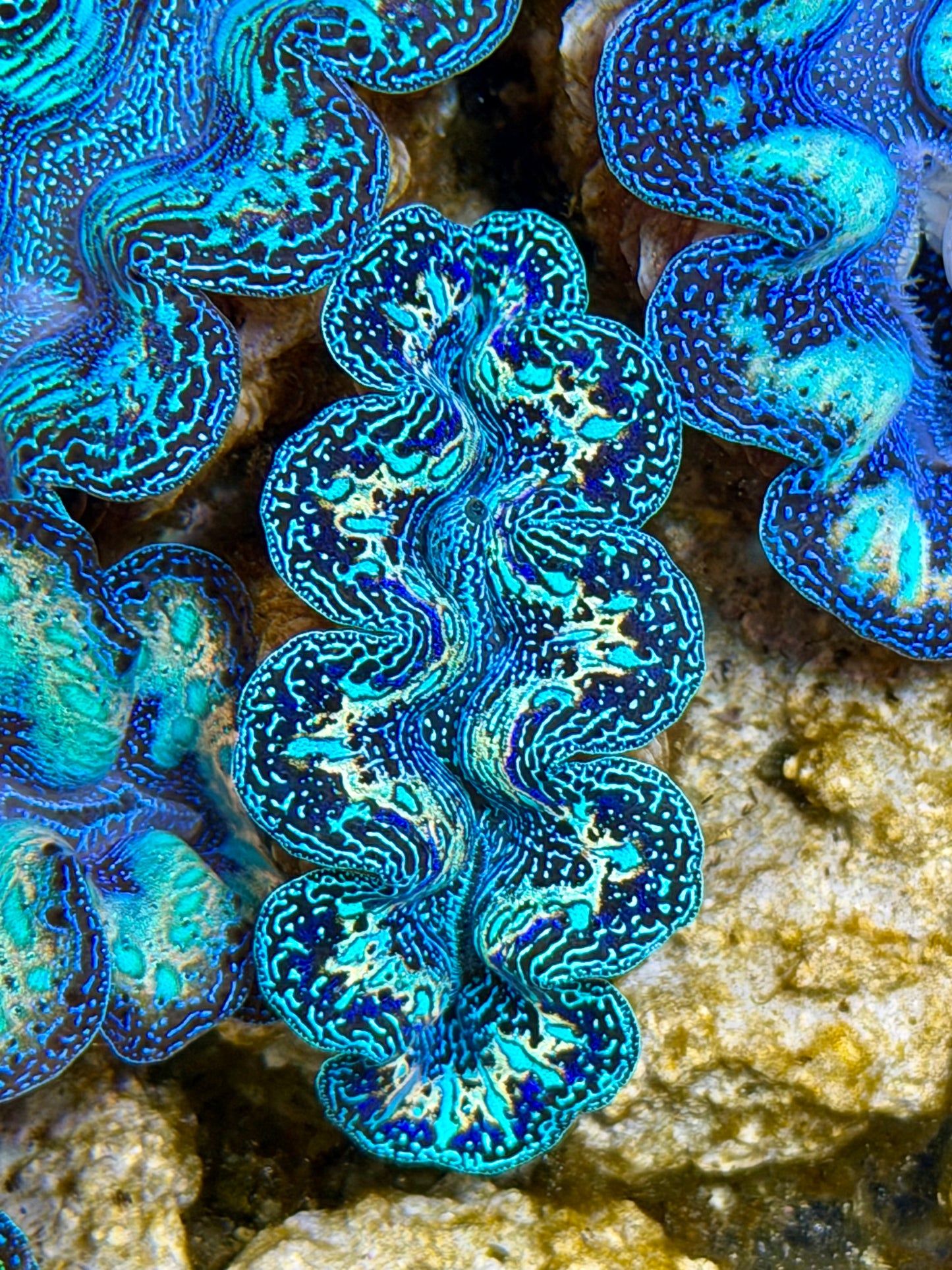 Ultra Black Rainbow Crocea Clam Captive Bred B