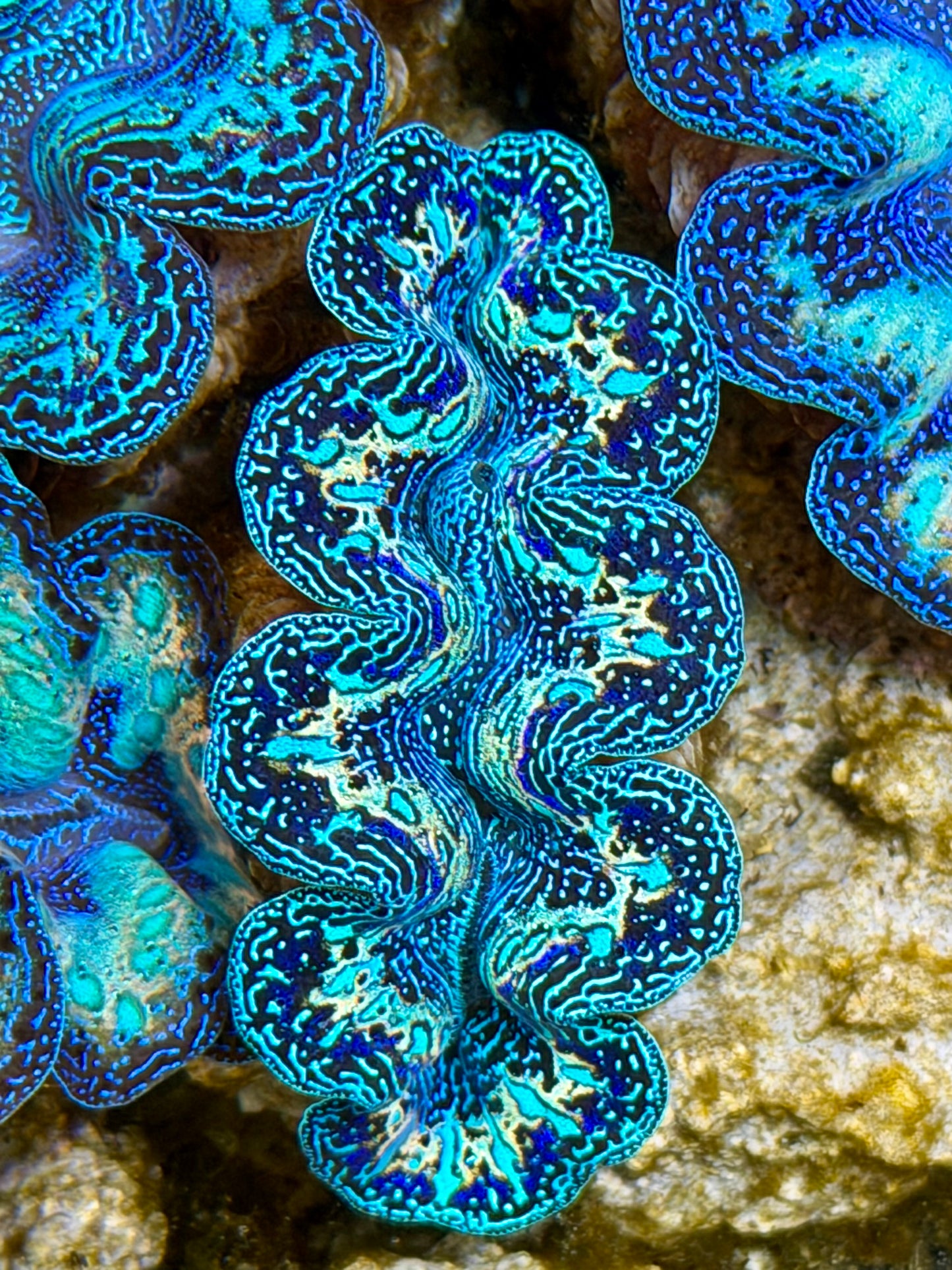 Ultra Black Rainbow Crocea Clam Captive Bred B