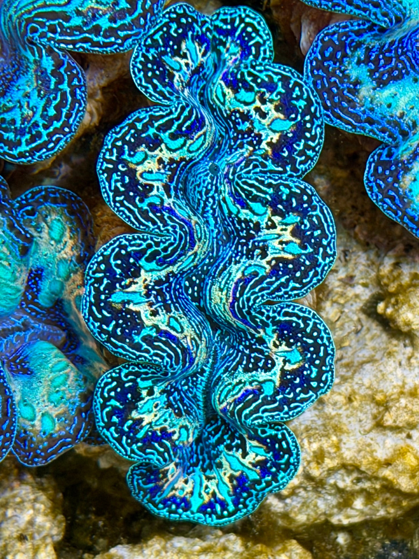 Ultra Black Rainbow Crocea Clam Captive Bred B