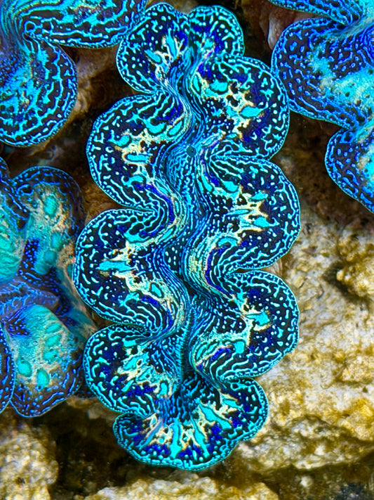 Ultra Black Rainbow Crocea Clam Captive Bred B