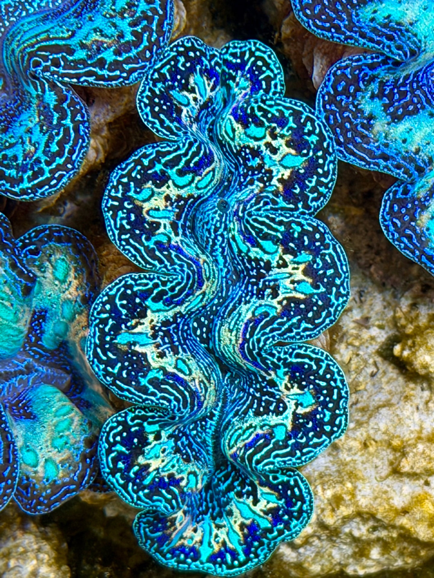 Ultra Black Rainbow Crocea Clam Captive Bred B