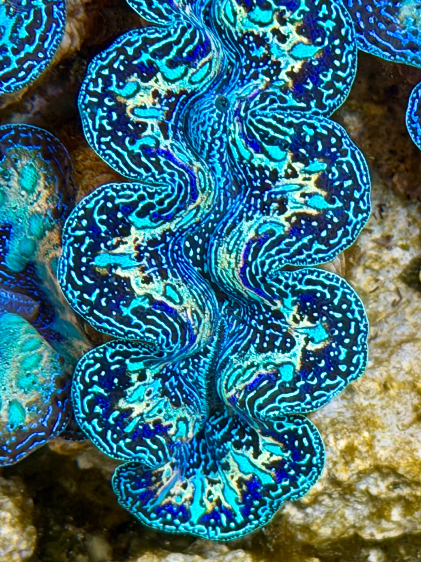 Ultra Black Rainbow Crocea Clam Captive Bred B