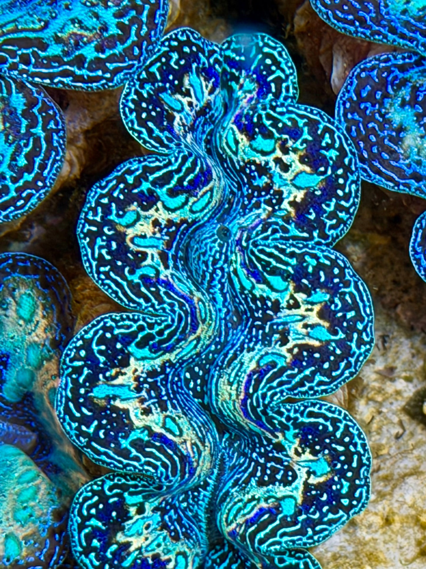 Ultra Black Rainbow Crocea Clam Captive Bred B