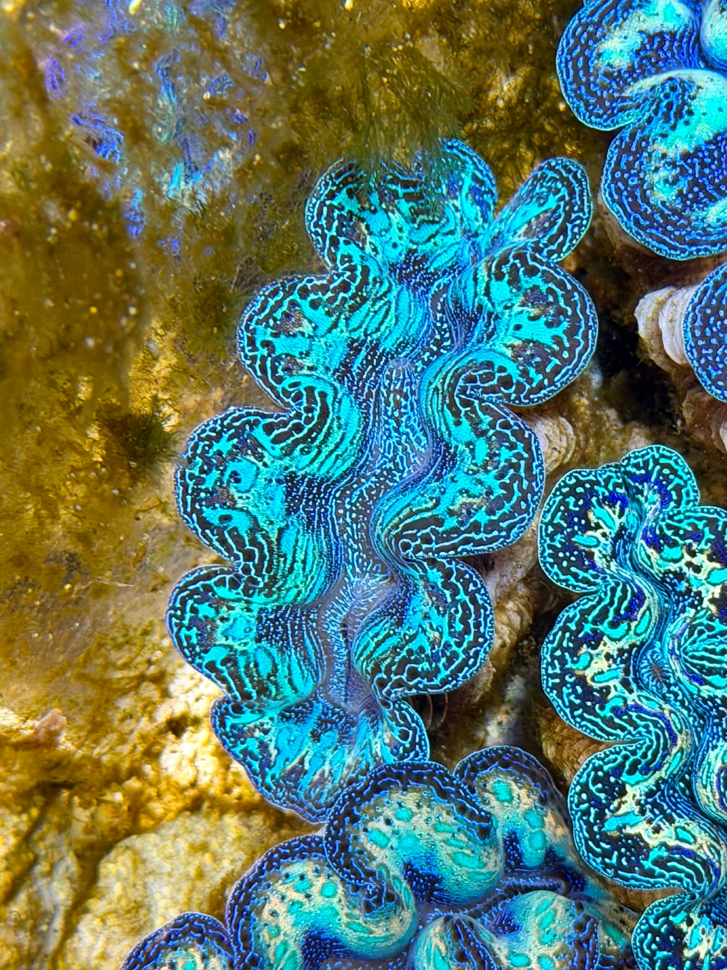 Semi Rainbow Crocea Clam Captive Bred B