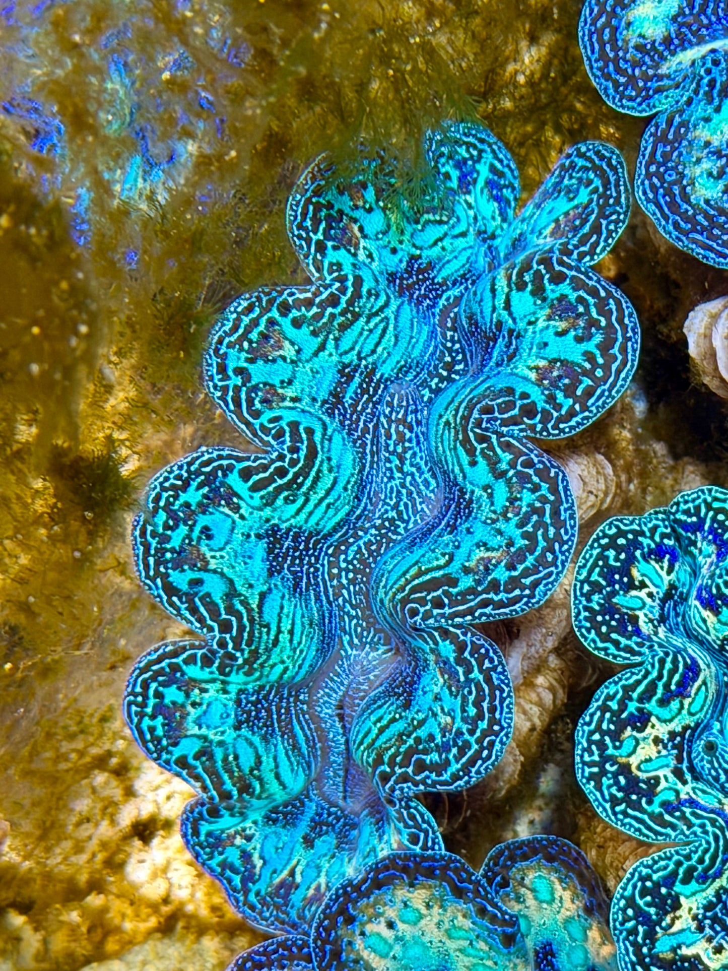 Semi Rainbow Crocea Clam Captive Bred B