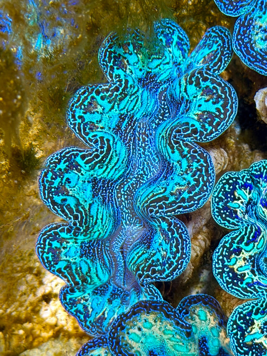 Semi Rainbow Crocea Clam Captive Bred B