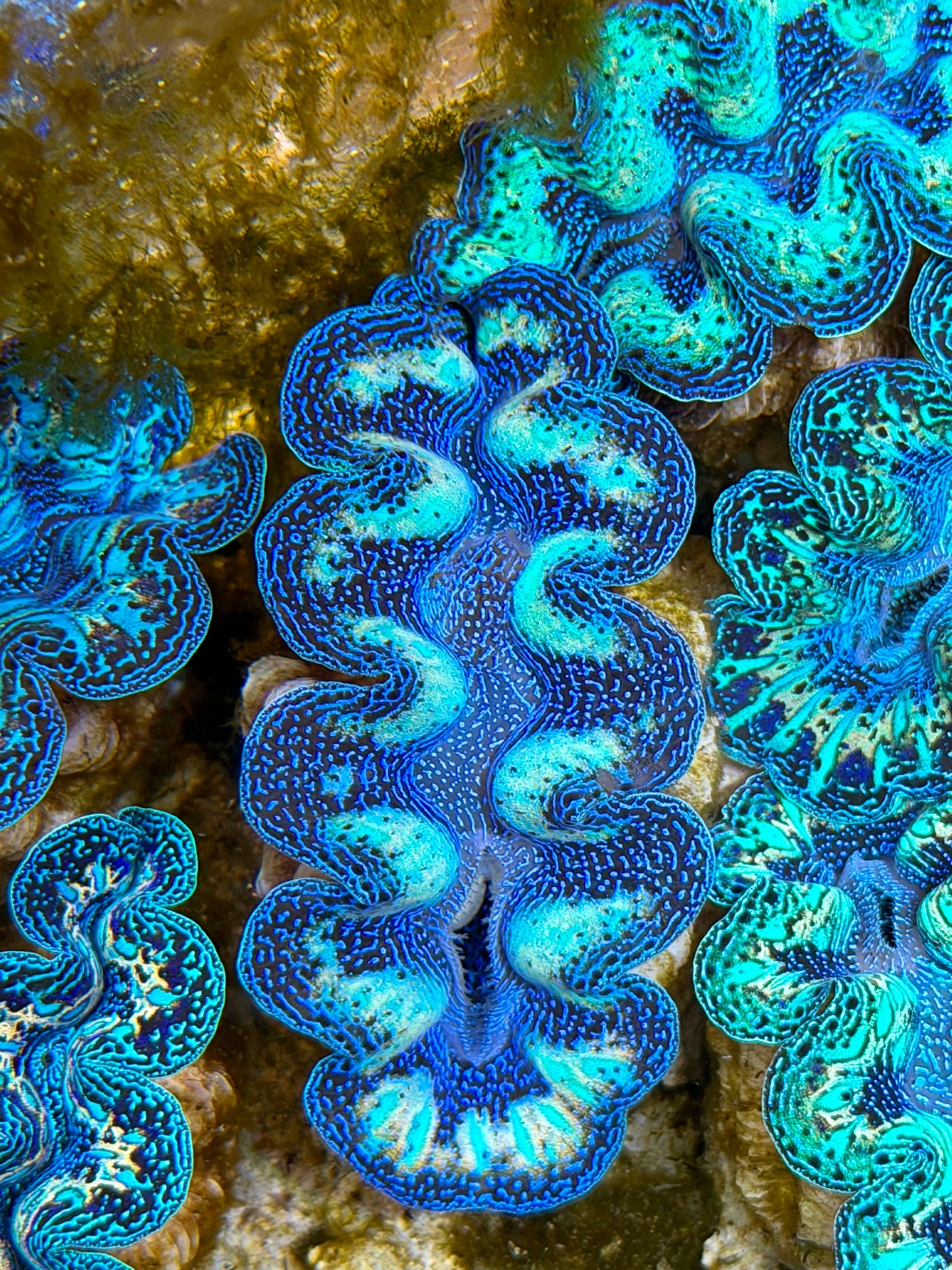 Ultra Rainbow Crocea Clam Captive Bred B