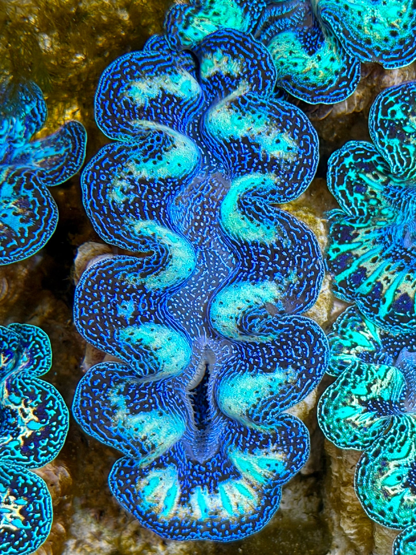 Ultra Rainbow Crocea Clam Captive Bred B