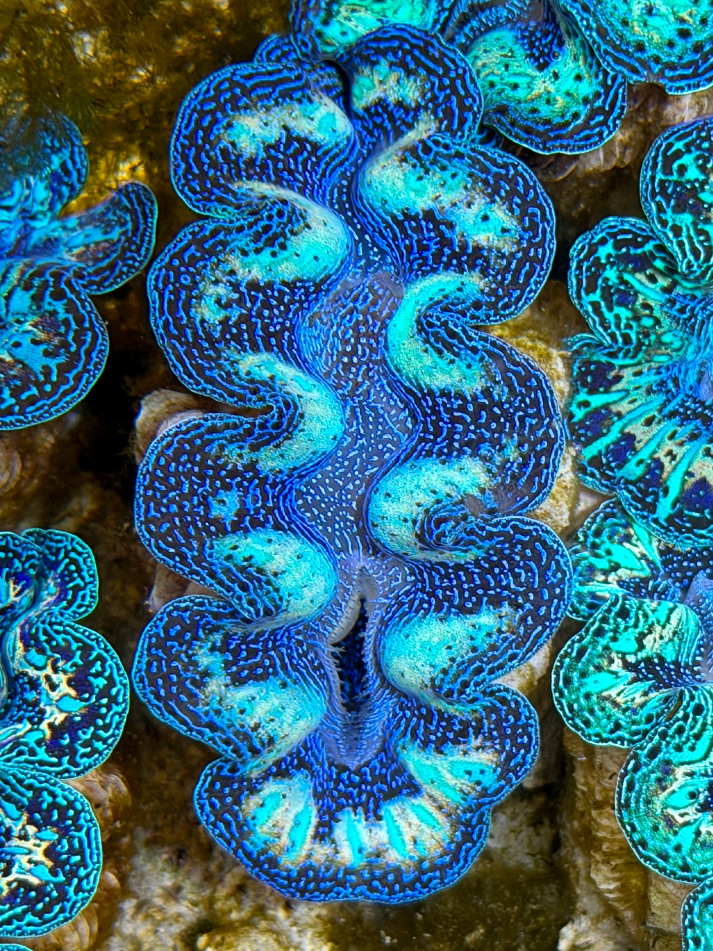Ultra Rainbow Crocea Clam Captive Bred B