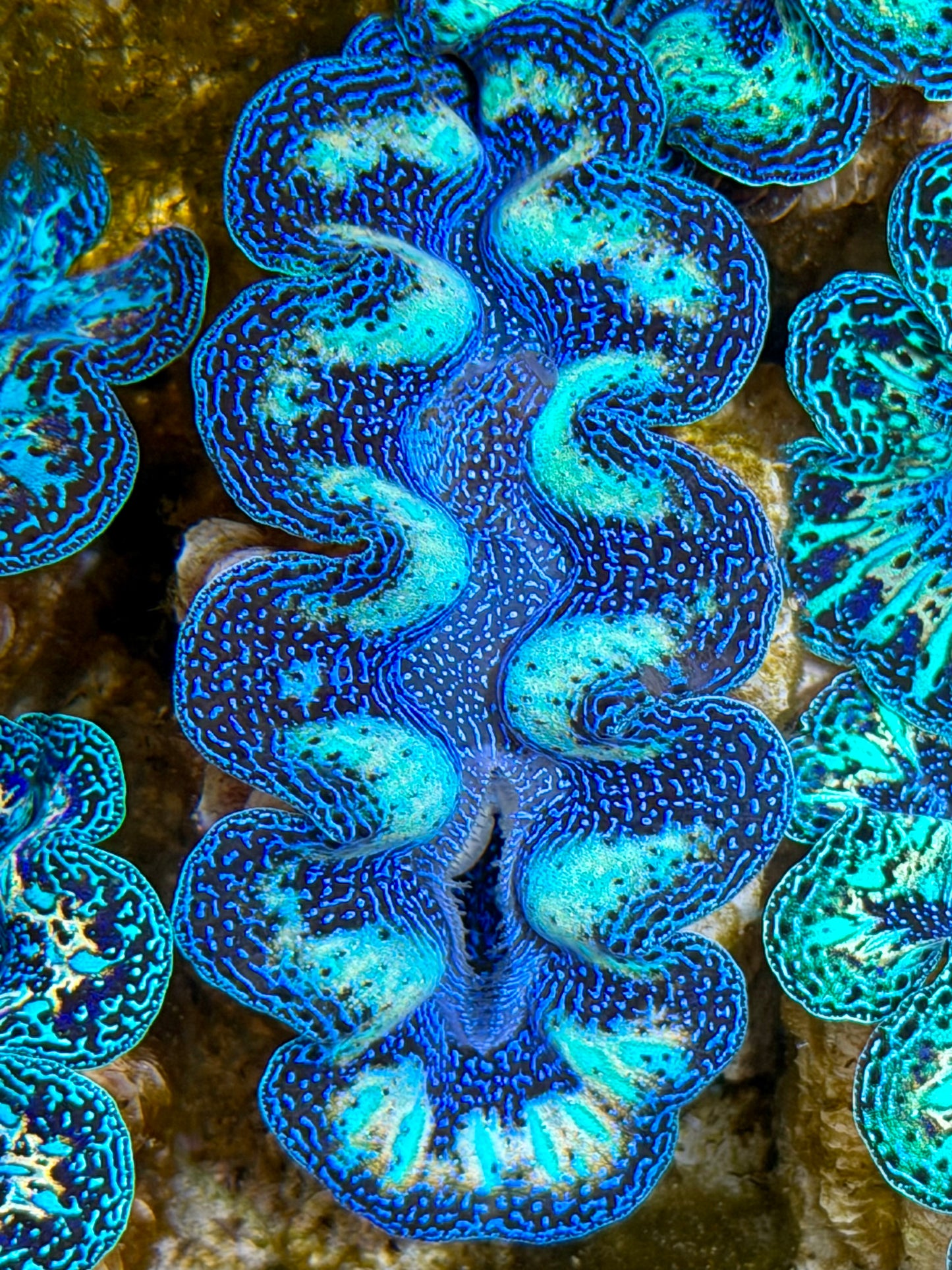 Ultra Rainbow Crocea Clam Captive Bred B