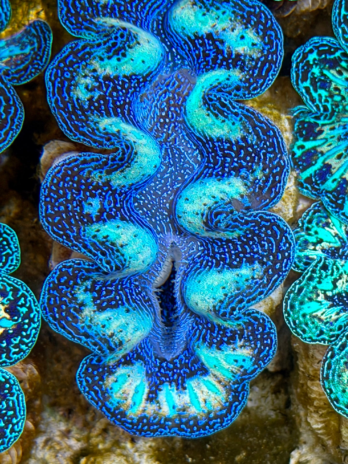 Ultra Rainbow Crocea Clam Captive Bred B