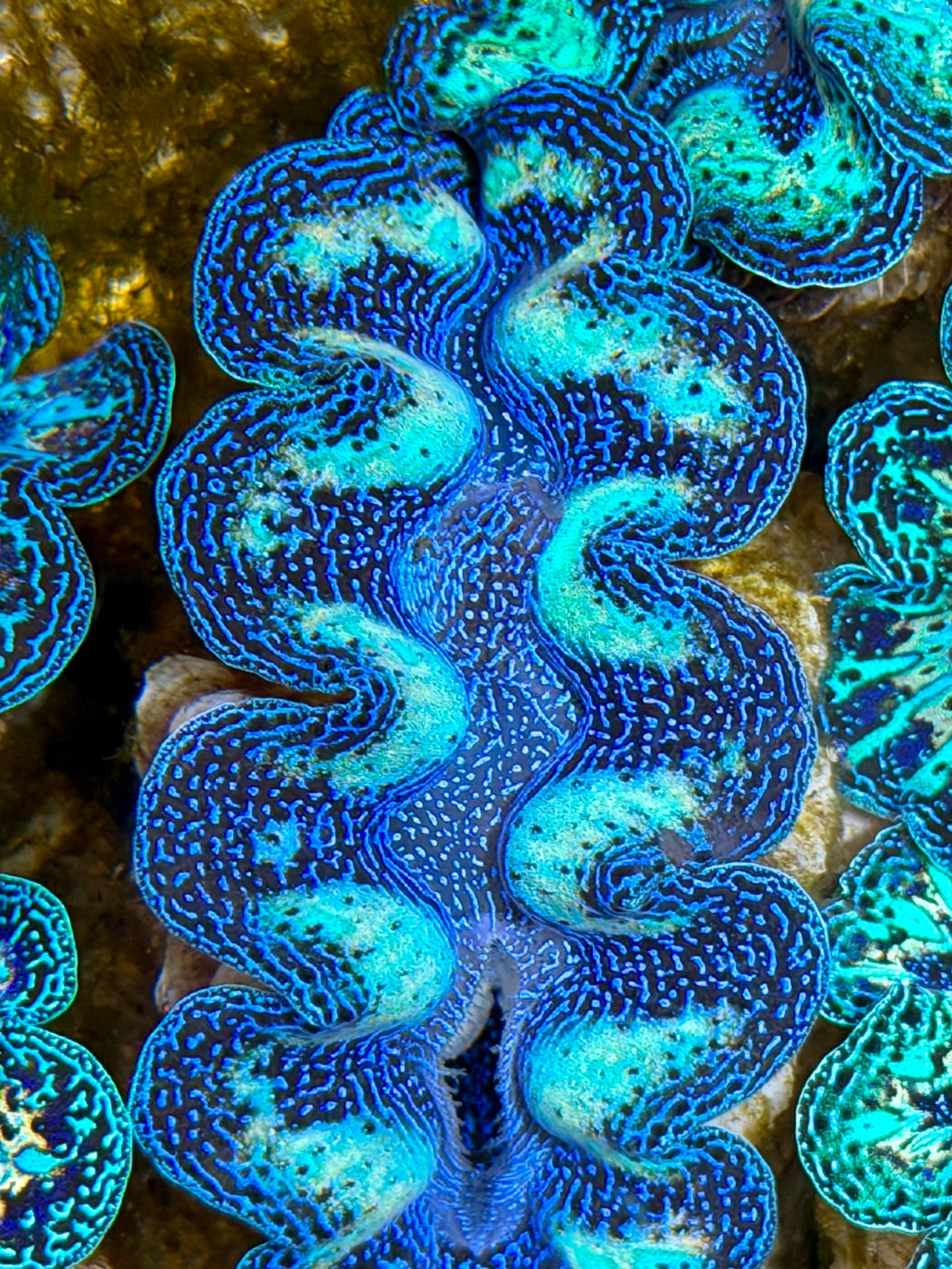 Ultra Rainbow Crocea Clam Captive Bred B