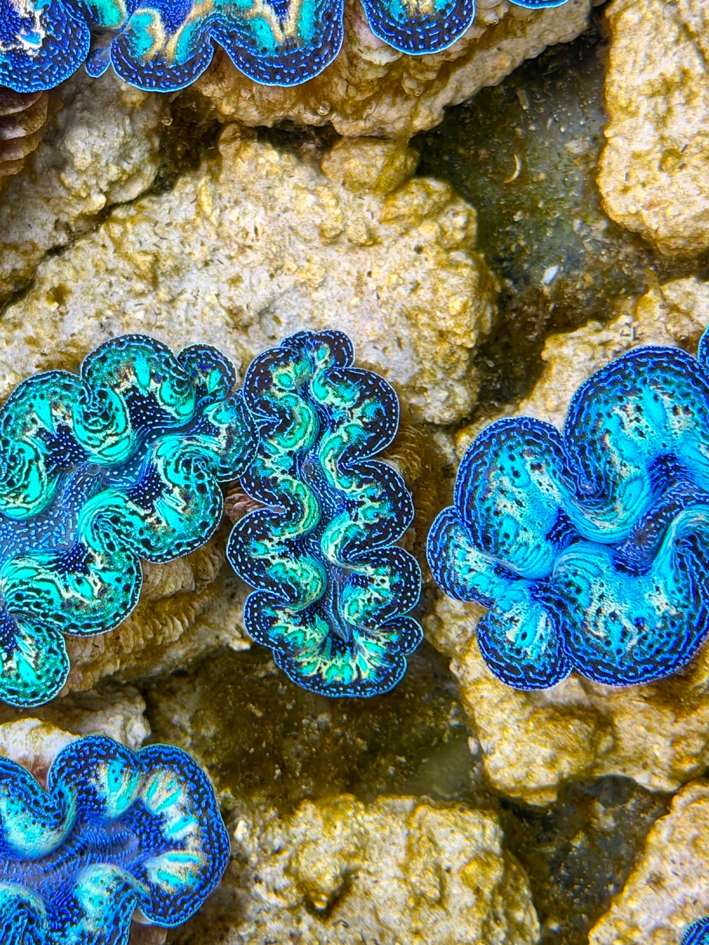 Ultra Rainbow Crocea Clam Captive Bred B