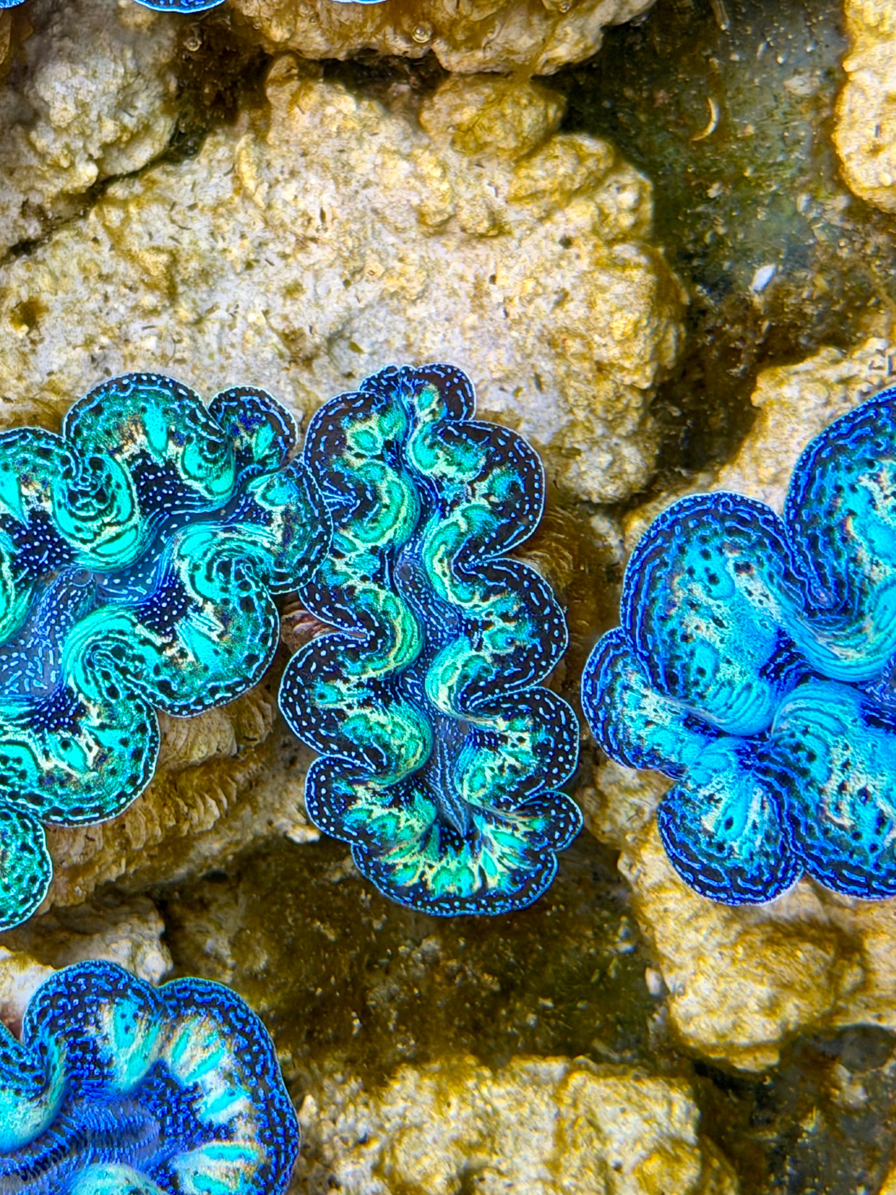 Ultra Rainbow Crocea Clam Captive Bred B – Clam Mania