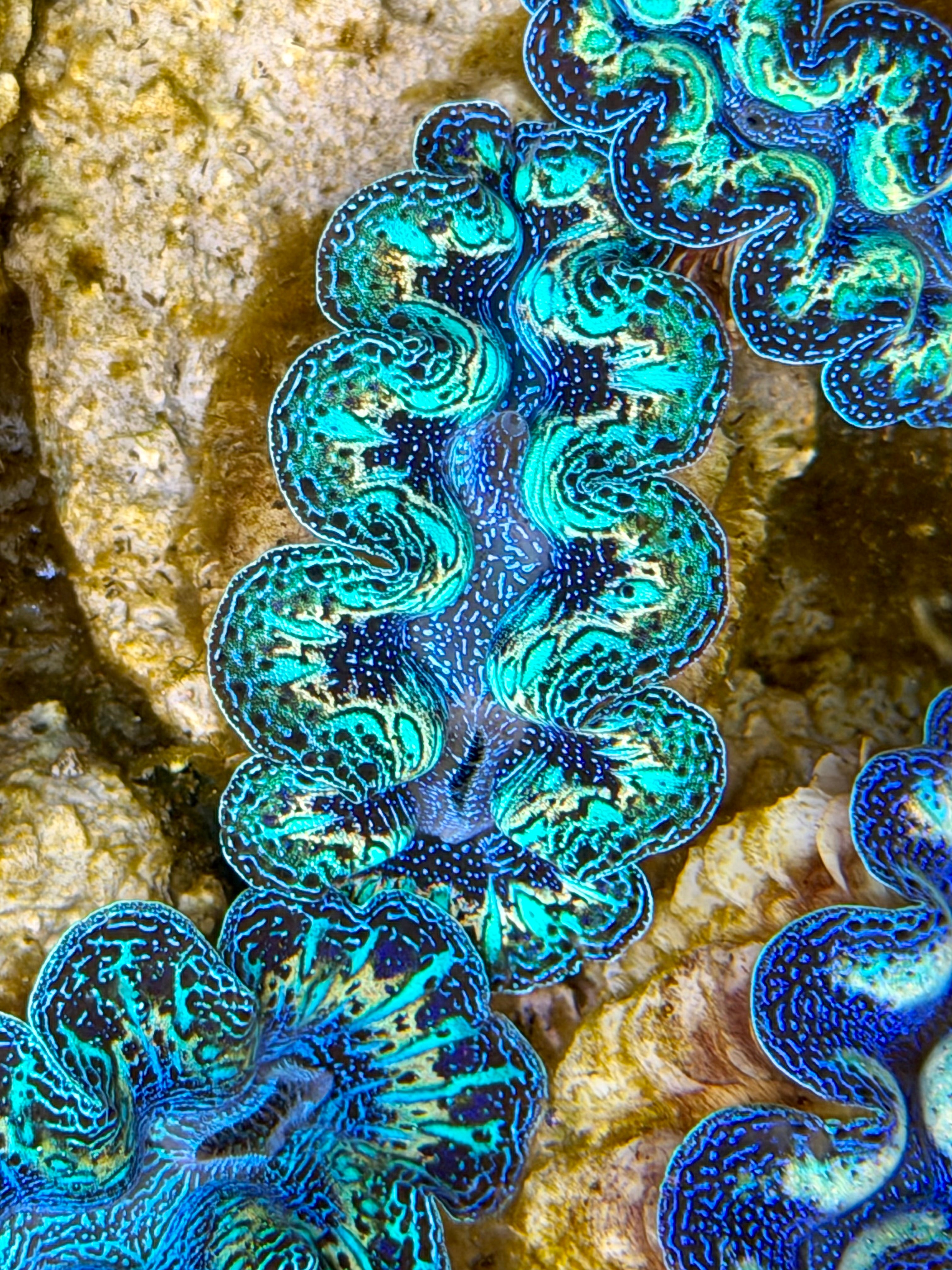 Ultra Rainbow Crocea Clam Captive Bred B – Clam Mania
