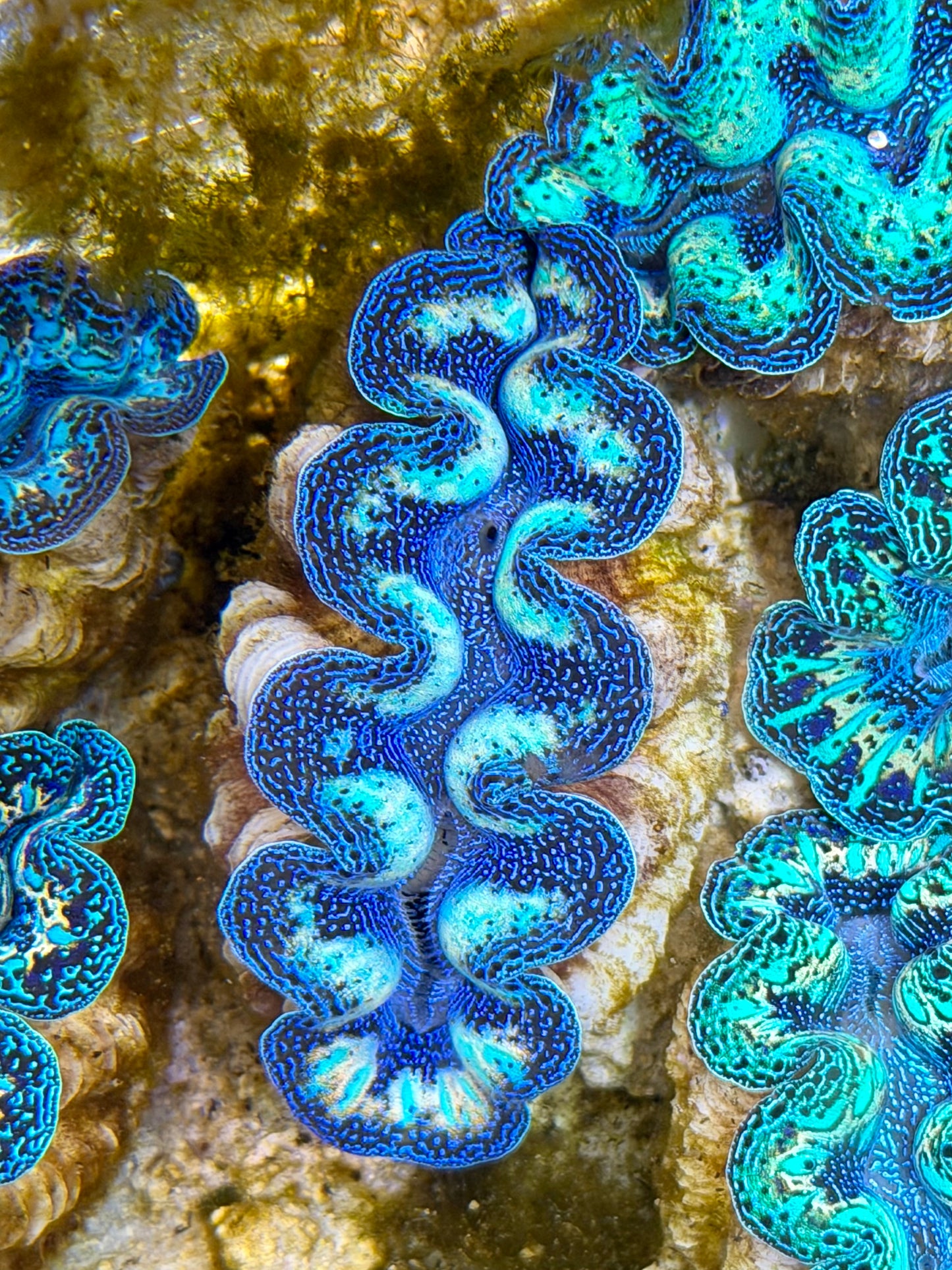 Ultra Rainbow Crocea Clam Captive Bred B