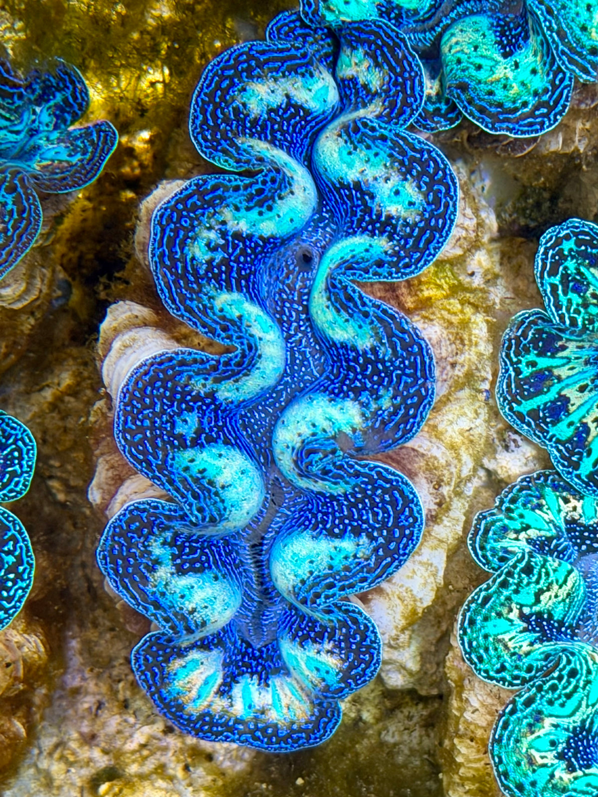 Crocea Ultra Rainbow Crocea Clam Captive Bred B – Clam Mania