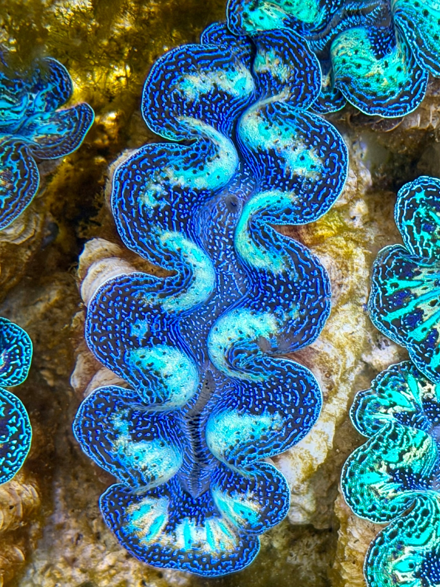 Ultra Rainbow Crocea Clam Captive Bred B