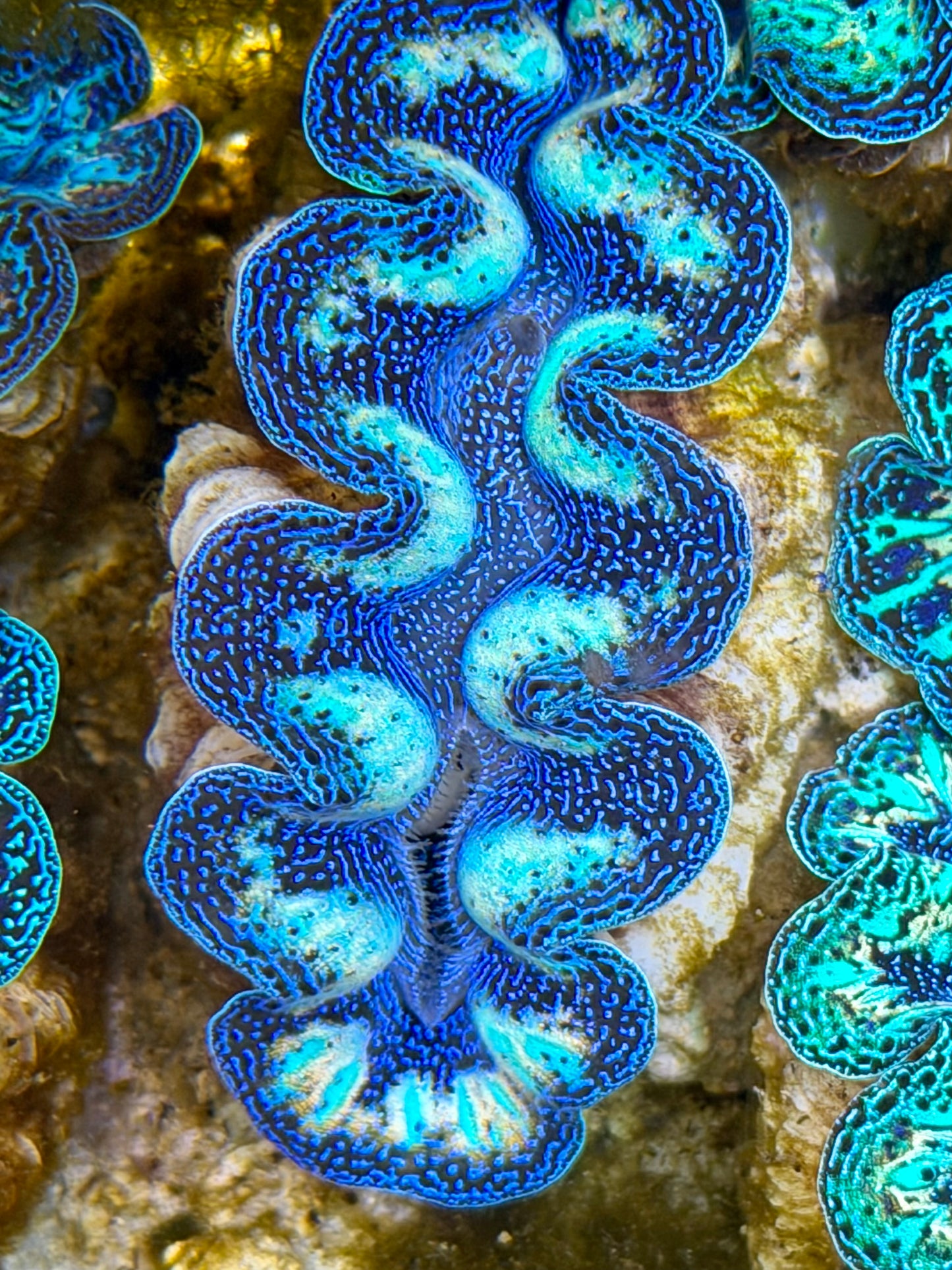Ultra Rainbow Crocea Clam Captive Bred B