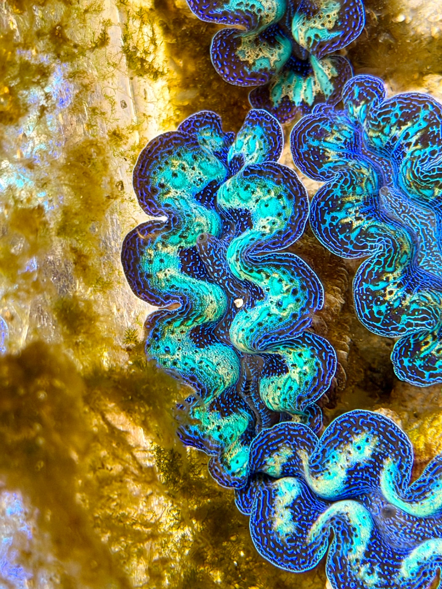 Ultra Rainbow Crocea Clam Captive Bred B