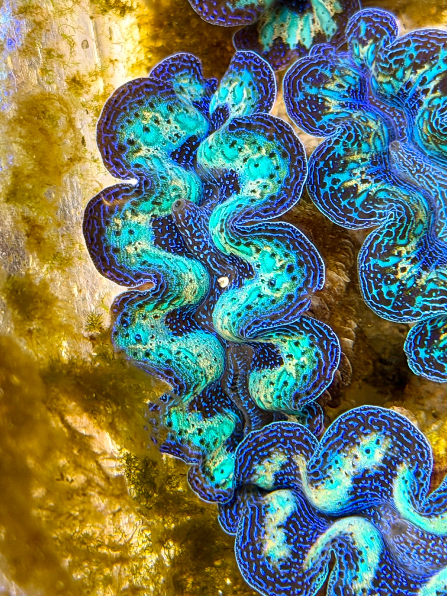 Ultra Rainbow Crocea Clam Captive Bred B