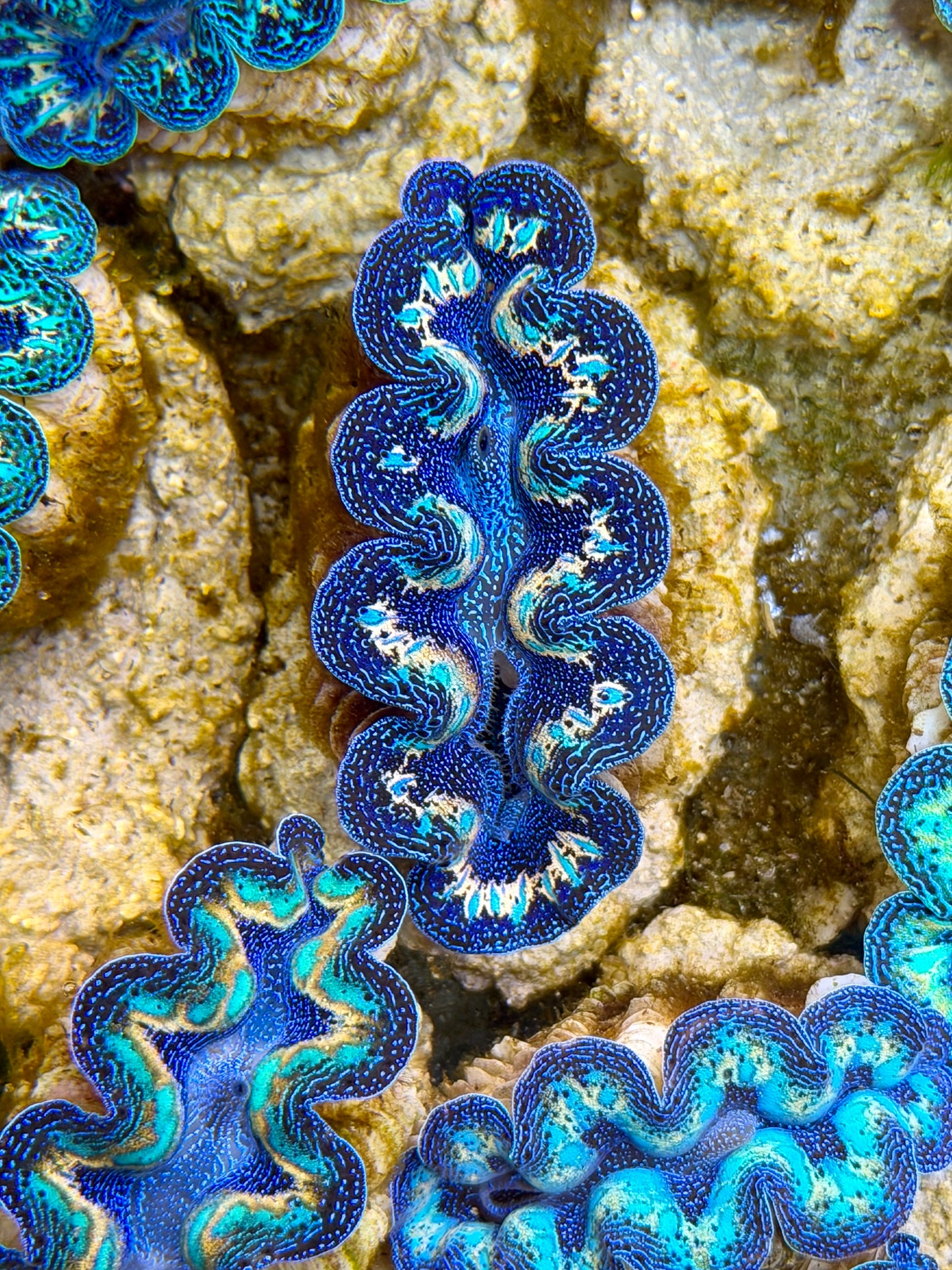 Ultra Rainbow Crocea Clam Captive Bred B