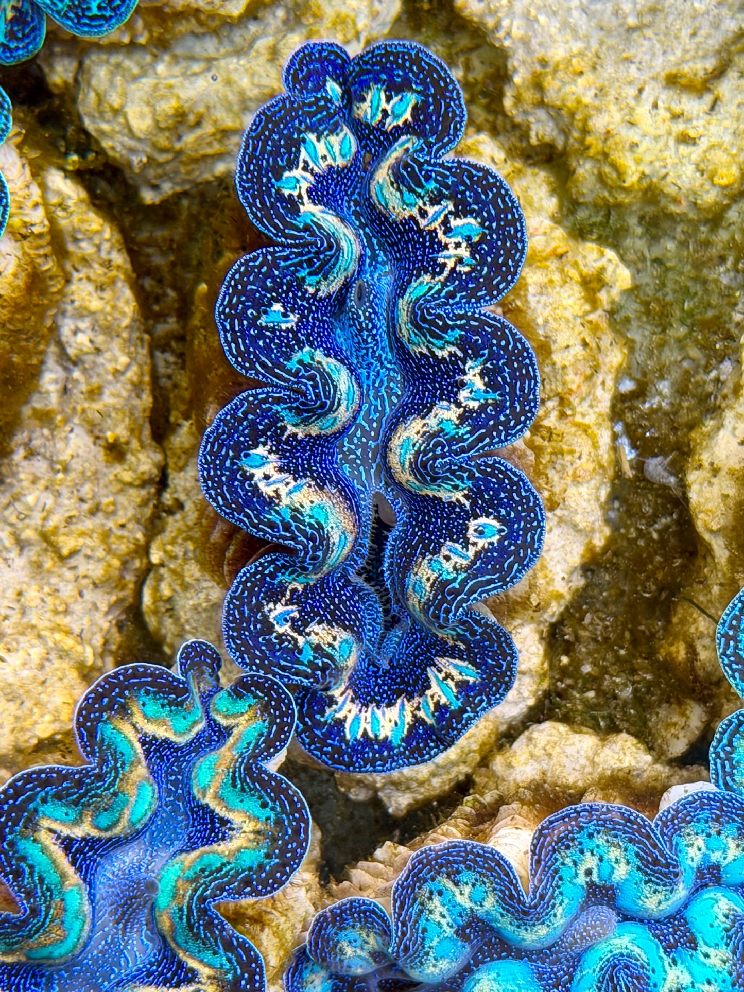 Ultra Rainbow Crocea Clam Captive Bred B